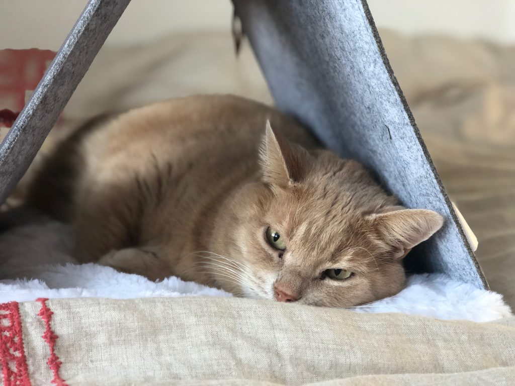 Est Ce Que Les Chats Font Des Cauchemars Qu’est-ce que les chats font chez nous ? - Temps libre